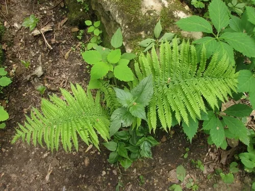 Ostrich Fern — photo by R. Lucine