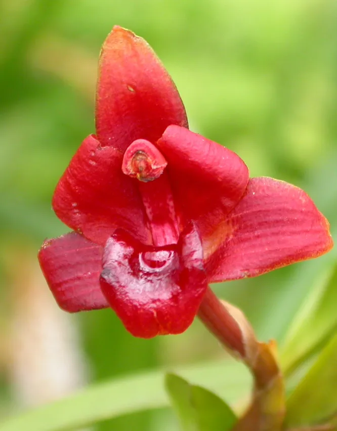 Flame Orchid — photo by Dalton Holland Baptista