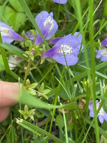 Miquel's Mazus
