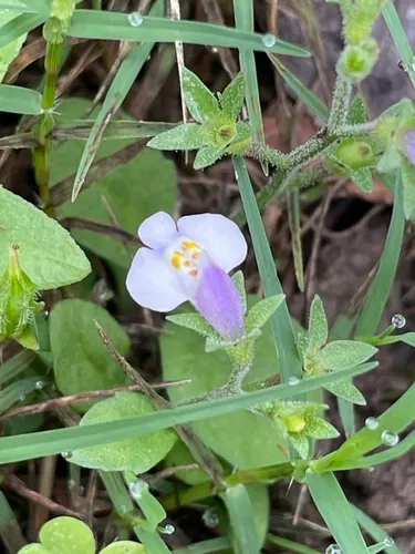 Japanese Mazus — photo by brucedc