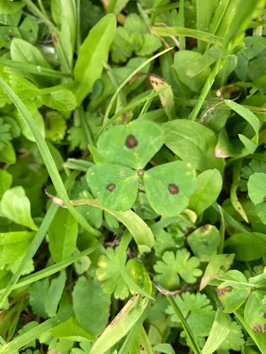 Spotted Medick — photo by Esther