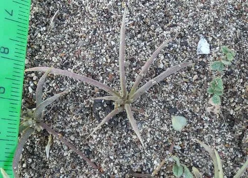Heldreich's Alfalfa