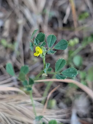 Water Medick — photo by Denis Bastianelli