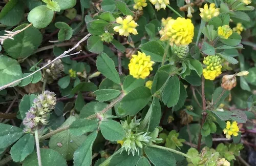 Black Medick — photo by Ashley M Bradford