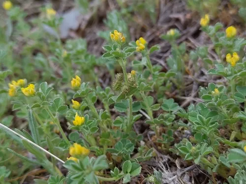 Little Bur-clover — photo by Roland Godon