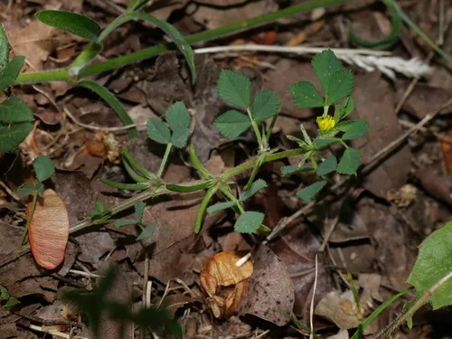 Hairy Medick