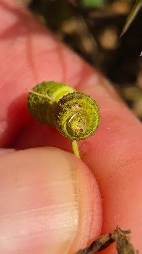 Southern Medick — photo by Theodore