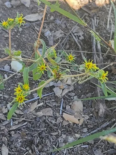 Arizona Blackfoot