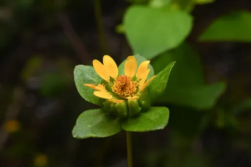 Perfoliate Blackfoot