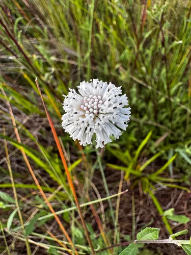 Everglades Squarestem