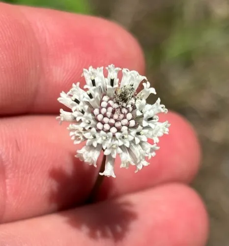 Snow Squarestem