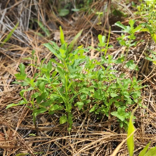 Small-leaf Squarestem