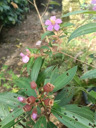 Malabar Melastome