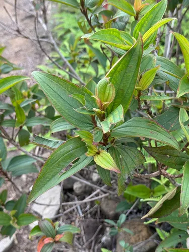 Red Melastome