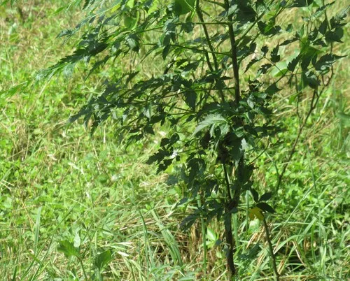 Chinaberrytree — photo by Linda Jo Conn