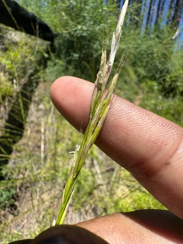 Bearded Melicgrass