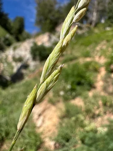 Oniongrass — photo by Matt Berger