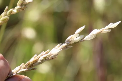California Melicgrass