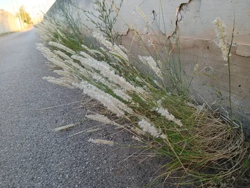 Hairy Melicgrass — photo by Giuseppe Mascia