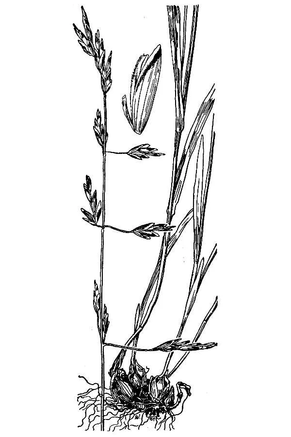 Little Oniongrass