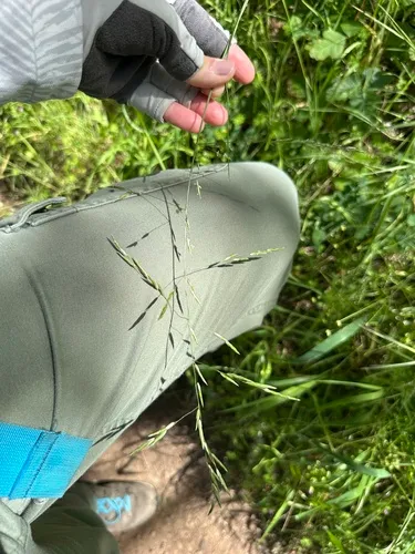 Geyer's Oniongrass