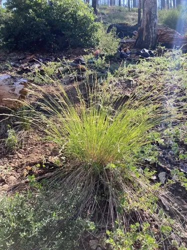 Harford's Oniongrass