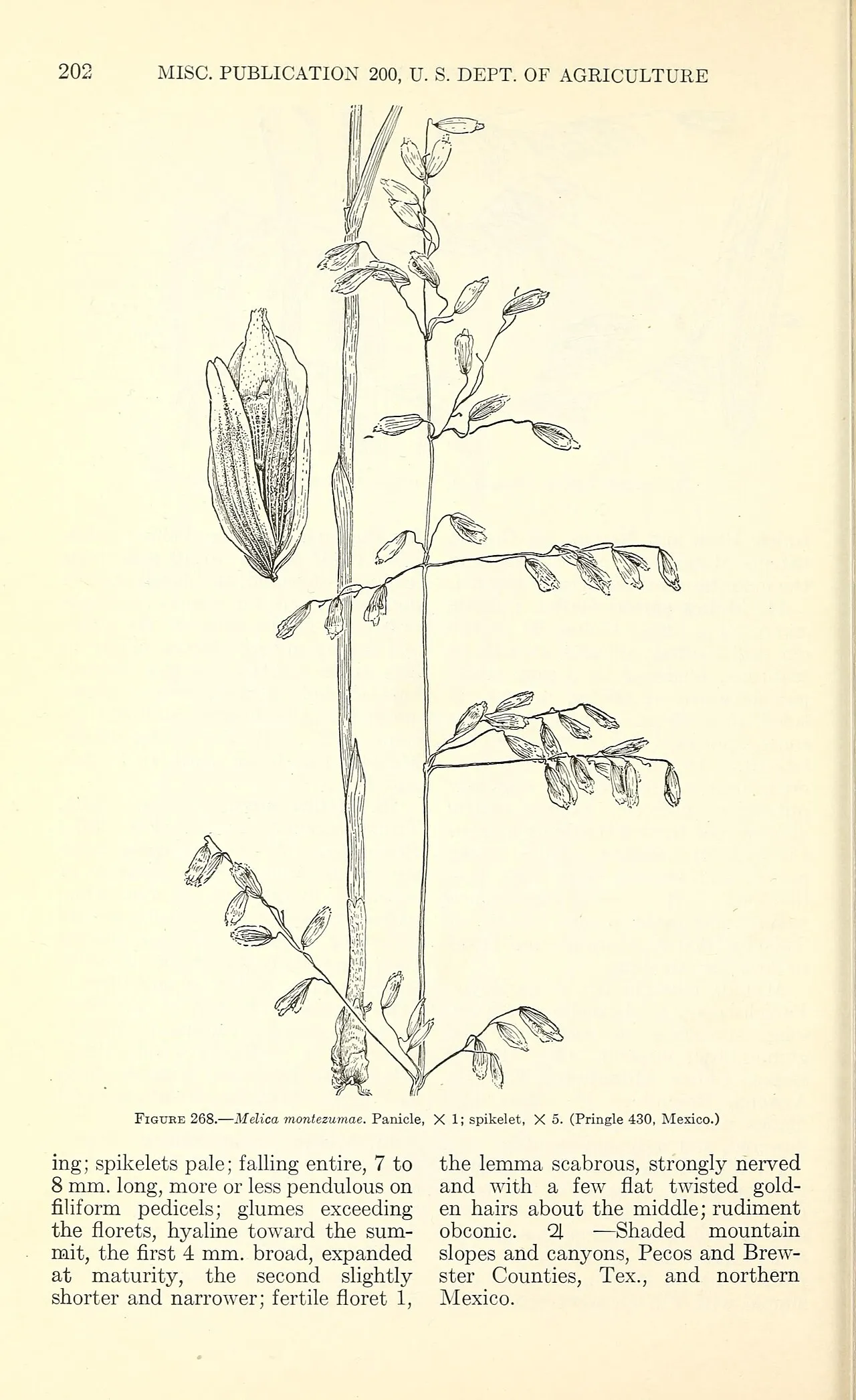 Montezuma Melicgrass