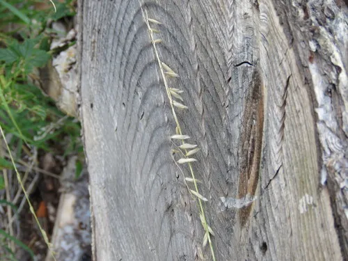 Porter's Melicgrass — photo by Michael Shoop