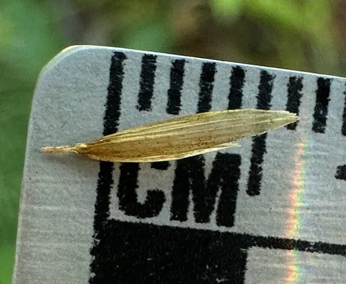 Smith's Melicgrass — photo by Matt Berger