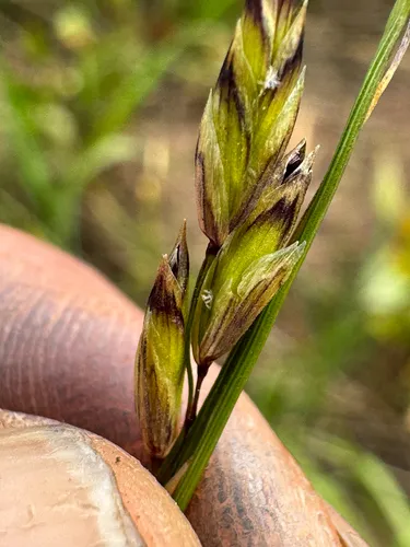 Purple Oniongrass — photo by Rea Orthner