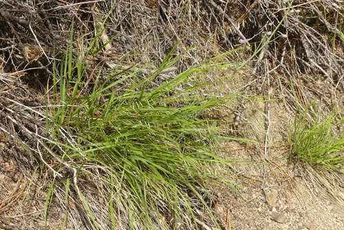 Rock Melicgrass (var. stricta) — photo by easternsierra-kfi