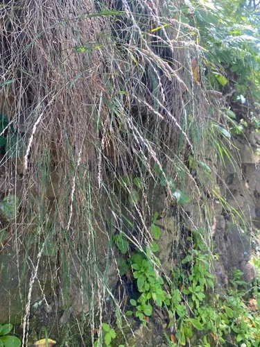 Torrey's Melicgrass — photo by skyne