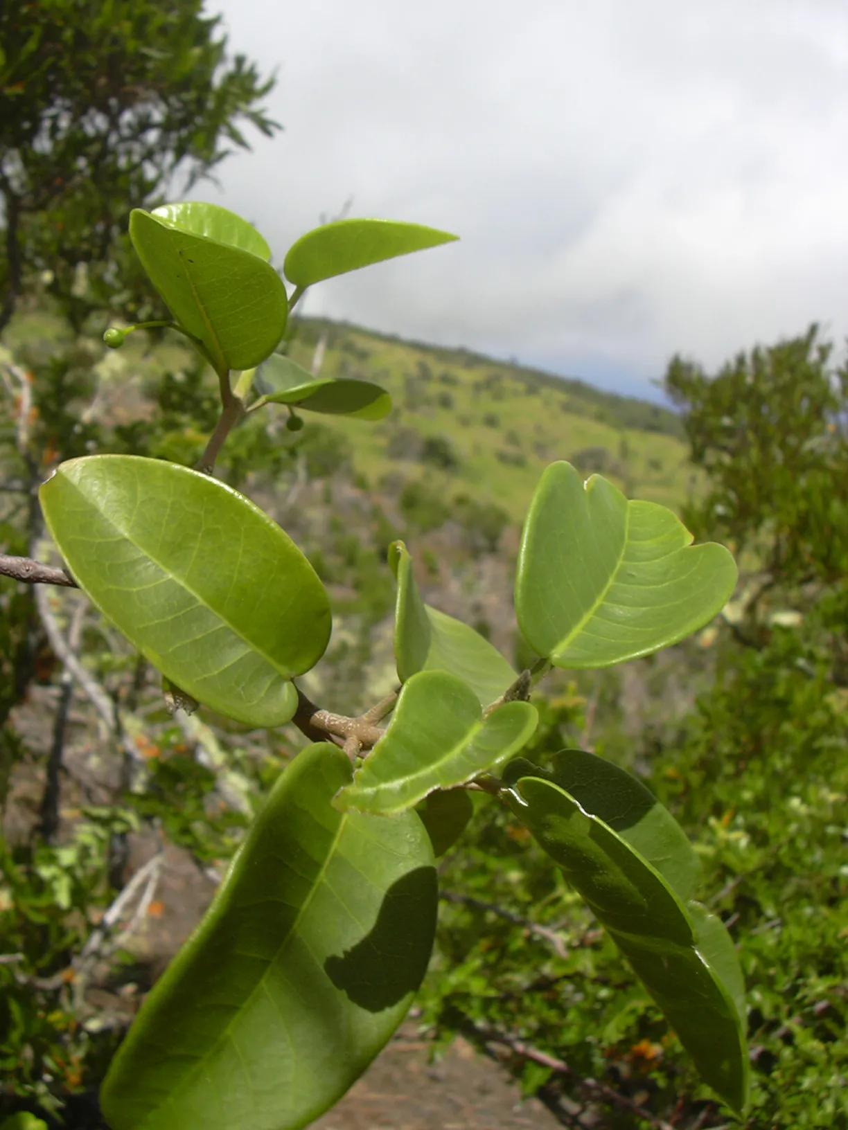 Auwahi Melicope