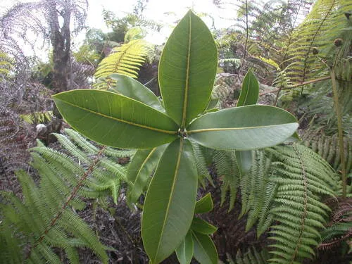 Haleakala Melicope — photo by Kenneth R. Wood (NTBG)