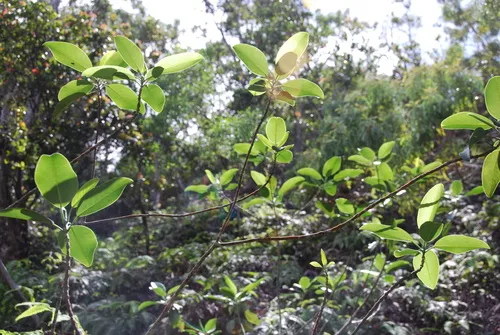 Haupa Mountain Melicope — photo by Kenneth R. Wood (NTBG)