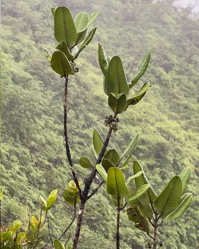 Honolulu Melicope — photo by joshshuman