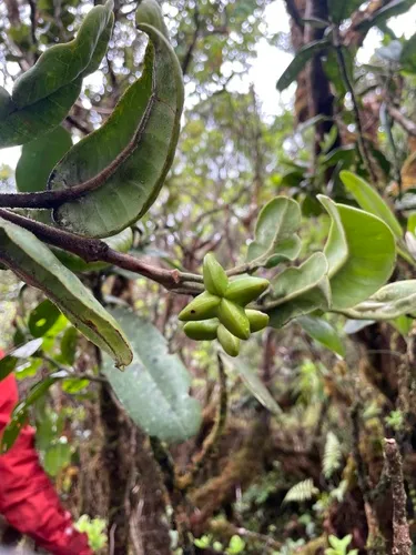 Kauai Melicope — photo by jcombs15