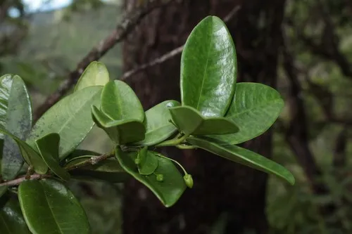 Koolau Range Melicope — photo by Karl Magnacca