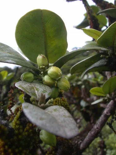 Molokai Melicope — photo by Kenneth R. Wood (NTBG)