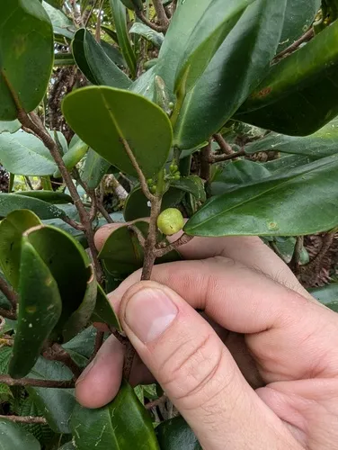 Oahu Melicope — photo by Quinn Campbell