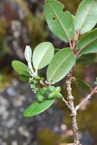 Honokahua Melicope — photo by Kenneth R. Wood (NTBG)
