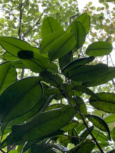Lihue Melicope — photo by Matthew Kahokuloa, Jr.