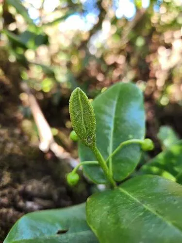 Maui Melicope — photo by NPS - pacific island vegetation monitoring