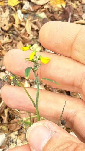 Tall Yellow Sweetclover