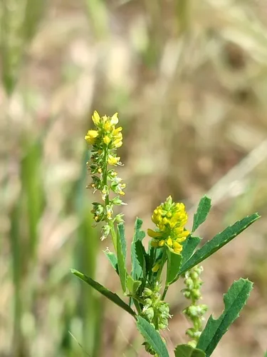 Annual Yellow Sweetclover — photo by Margarida Curto