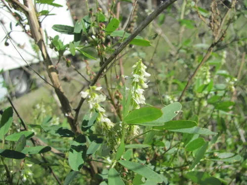 Sweetclover