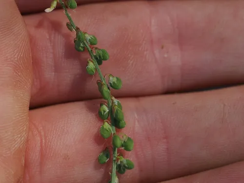 Mediterranean Sweetclover