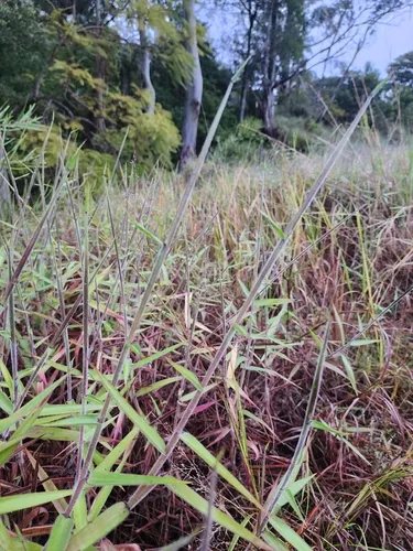 Molassesgrass
