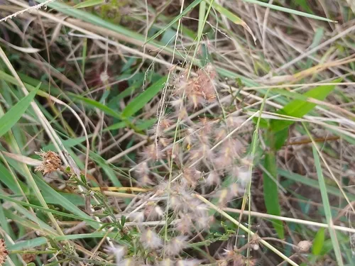 Rose Natal Grass — photo by Adel Liebenberg