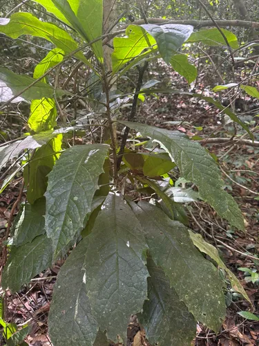 Aguacatillo — photo by Omar Monzon Carmona